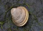 Alaska-Ketchikan-cockle shell on beach Art Print